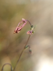Thalictrum alpinum