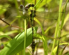 Ophiogomphus westfalli