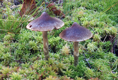 Cortinarius hemitrichus