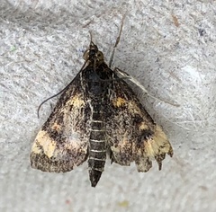 Pyrausta orphisalis