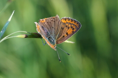 Lycaena tityrus