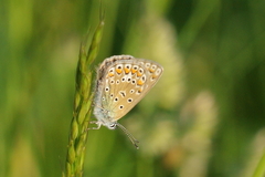 Polyommatus icarus