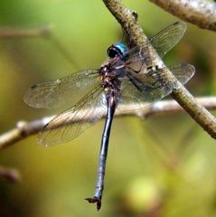 Somatochlora ozarkensis