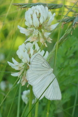 Siona lineata