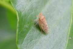 Aphrodini