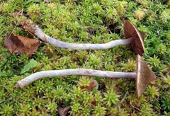 Cortinarius hemitrichus