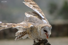 Tyto