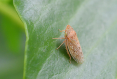 Aphrodini
