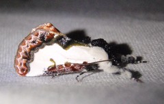 Eudryas unio