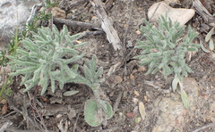 Eriospermum dregei