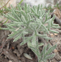 Eriospermum dregei