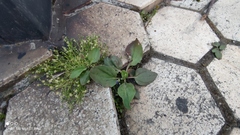 Plantago major
