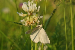 Siona lineata