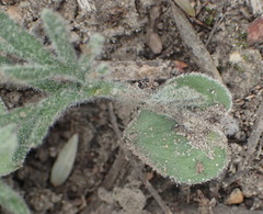 Eriospermum dregei