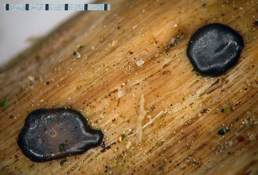 Dianema