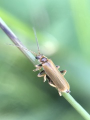 Cantharis figurata