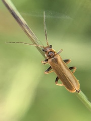 Cantharis figurata