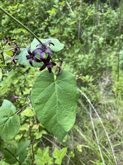 Matelea carolinensis