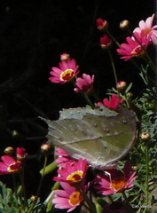 Protogoniomorpha parhassus