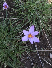 Crocus longiflorus