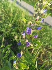 Echium vulgare