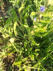 Echium vulgare