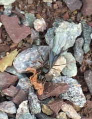 Lasius