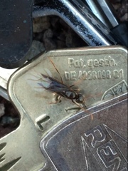 Lasius