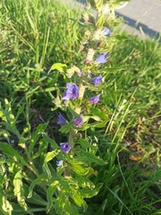 Echium vulgare