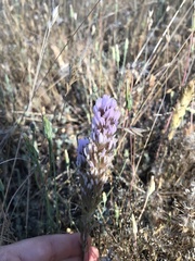 Castilleja densiflora