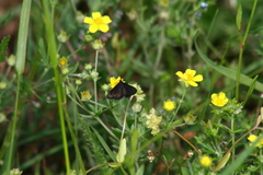 Pyrausta coracinalis