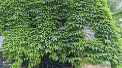 Parthenocissus tricuspidata