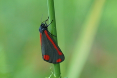 Tyria jacobaeae