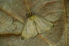 Evergestis aenealis
