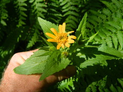 Arnica amplexicaulis