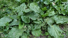Plantago major