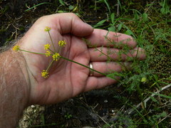 Lomatium brunsfeldianum
