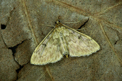 Anania perlucidalis