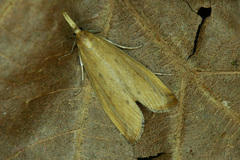 Schoenobius gigantella