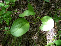 Trillium petiolatum