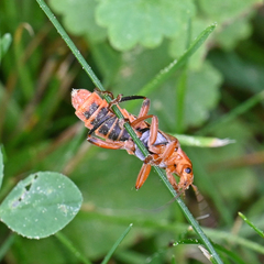 Cantharis livida