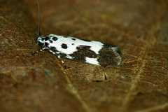 Ethmia quadrillella