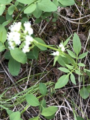 Valeriana californica