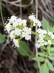 Valeriana californica