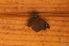 Junonia natalica natalica