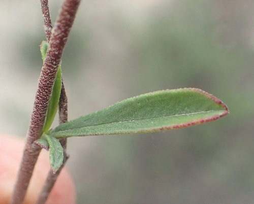 Image of Hermannia flammea by (c) Nicola van Berkel, some rights reserved (CC BY-SA)