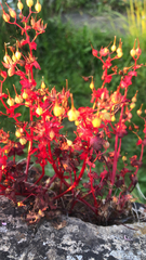 Clerodendrum paniculatum
