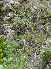 Aquilegia elegantula