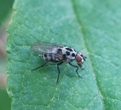 Anthomyia pluvialis