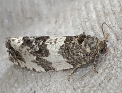 Pseudosciaphila duplex